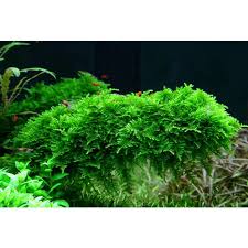 Use #aquascapinglove in your posts 💌 dm to promote your aquarium business with us 💻 check our website for #aquascaping info ⬇. Nano Aquarium Aquascaping Wiki Aquasabi