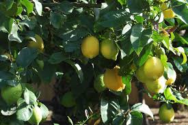 Check spelling or type a new query. No Fruit On Lemon Trees How Can I Get My Lemon Tree To Bear Fruit Lemon Tree Meyer Lemon Tree Lemon Plant