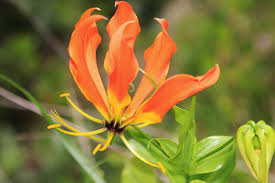 Image result for Gloriosa superba