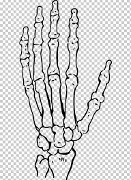 An outline, especially one representing or bounding the shape or form of something. Skull Bone Human Skeleton Drawing Human Body Png Clipart Anatomy Area Art Black Black And White