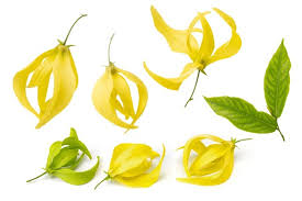 Image result for Cananga