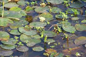 Image result for Limnocharitaceae