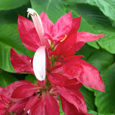 Image result for Erythrococca zambesiaca