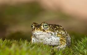 73 toad wallpapers images in full hd, 2k and 4k sizes. Wallpaper Grass Look Macro Background Frog Toad Images For Desktop Section Zhivotnye Download