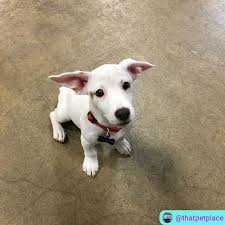 Throwback To When Doom The Absolutely Perfect Jack Russell Puppy Came To Pay Us A Visit Puppy Puppylove Puppieso Jack Russell Puppies Jack Russell Pet Store