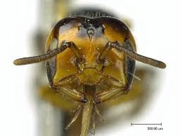 Image result for Isoglossa perdita