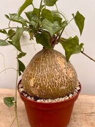 Image result for Gerrardanthus lobatus