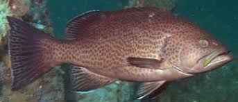 Saltwater Fish Species South Atlantic Gulf Of Mexico And