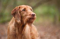 Wirehaired pointer glen of imaal terrier goldador golden irish retriever golden retriever i have akc and iccf registered cane corso puppies for sale. 18 Wirehaired Vizsla Ideas Wirehaired Vizsla Vizsla Vizsla Dogs
