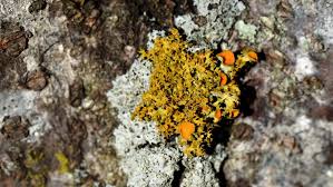 The name lachen means big pass. Ecologists Are Lichen A Surprising New Find On Campus Uconn Today