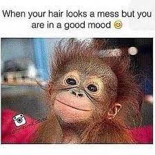 Monkey Meme About Being Happy And Messy With Pic Of Smiling Monkey With Messy Hair Wohnideen Hausdekor Hausdekora Monkeys Funny Monkey Memes New Funny Memes