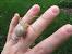 Garden Orb Weaver Spider Facts