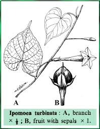 Image result for Ipomoea turbinata