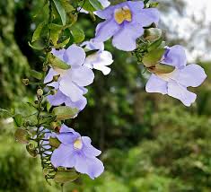 Image result for Thunbergia