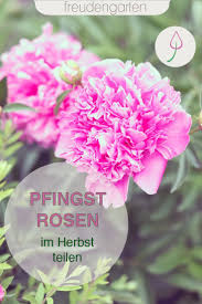 Sicherlich ist es nicht sonderlich schwer, pfingstrosen aus samen zu ziehen und somit zu vermehren. Pin Auf Bunte Blumen