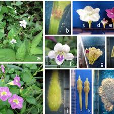 Image result for Asystasia glandulosa