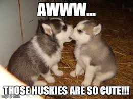 Find siberian husky puppies and breeders in your area and helpful siberian husky information. Cute Puppies Meme Imgflip