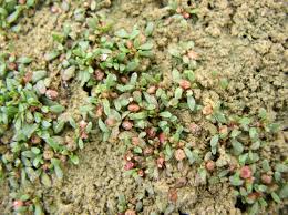 Image result for Elatine