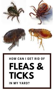 We've seen dogs with fleas covering their entire bodies and cats that suffer from tapeworms caused by flea bites. How Can I Get Rid Of Fleas And Ticks In My Yard Kill Ticks In Yard Flea Treatment For Yard Kill Fleas In Yard