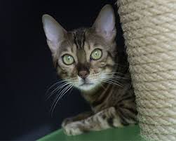 Die leopardenartigen katzen sind sehr anhänglich und äußerst kommunikativ gegenüber ihren menschen. Zoo Co Bengalkatze