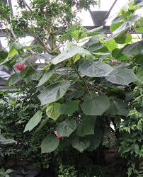 Image result for Dombeya lastii