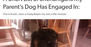 I know her mom is an australian kelpie mix. This Viral Tumblr Dog Post Is The Best Thing You Ll Read Today