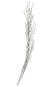 Image result for Aristida stipoides