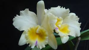 Image result for Manniella gustavi