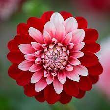 Good morning flowers pictures cute good morning quotes. Cute Flowers Home Facebook