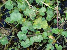 Image result for Hydrocotyle ranunculoides