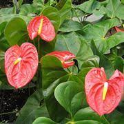 Genere perenne con diverse specie e ibridi dai fiori variamente colorati, semplici, semidoppi, doppi da 3 a 5 per stelo, profumati. Piante Da Interno A Fiore Rosso
