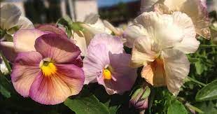 Inspire Peach Shades Pansy Pansies Plant Spacing Types Of Plants