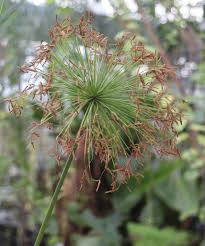 Image result for Cyperus haspan