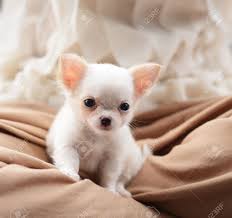 Chiwawa White Puppy Dog Pet Stock Photo Picture And Royalty Free Image Image 14398732