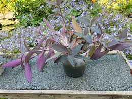 Image result for Nelsonia smithii