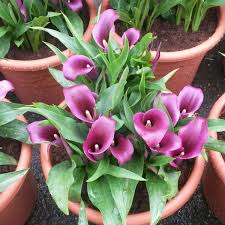 Zantedeschia Paco Pflanzen Bepflanzung Sommerblumen