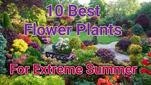 Perennial varieties are also a good bet and do a good. 10 Best Flower Plants For Extreme Hot Weather Youtube