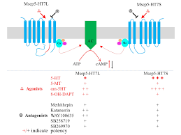 Identification and Pharmacological Characterization of Two Serotonin Type 7  Receptor Isoforms from Mythimna separata