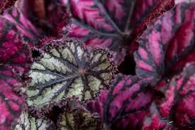 Image result for Begonia rex
