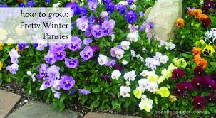 Flowers change from deep pink to pale pink with time and look so aesthetic, not only the flowers, but the foliage is also notable with serrated edges. How To Grow Pretty Winter Pansy About The Garden Magazine