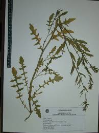 Image result for Erucastrum