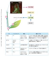 花成ホルモン フロリゲン の構造と機能 ライフサイエンス 領域融合レビュー