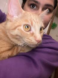 Lost Cat Found in Cedar Rapids Near Oakland Rd and 29th St