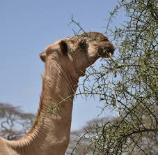 On average, we eat about half the find out more about what food labelling terms mean, and how to get a balanced. Camels An Extreme Animal Makes An Extreme Gift Heifer International