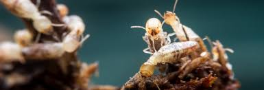 Thus, commercial kitchens are at a huge risk of infestation from pests including german cockroaches, rodents, moths, ants and grain pests. Selectapest Pest Control Termite Inspection Gold Coast