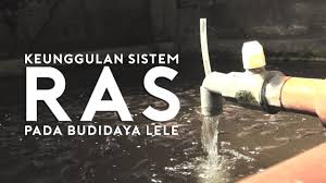 Keunggulan Sistem Ras Kamu Wajib Tahu Recirculating Aquaculture System Part 2 Youtube