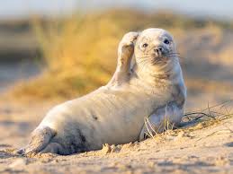 Funny Animal Photos From Comedy Wildlife Photography Awards Insider Constant updates of the best funny pictures on the web. comedy wildlife photography awards