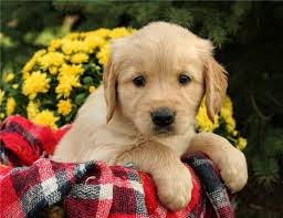 Golden Retriever Puppies For Sale Rutland Vt 241253