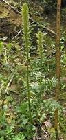 Image result for Lecanthus peduncularis