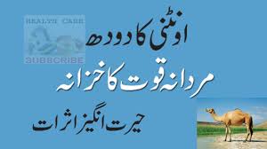 Since the camel domestication, this milk has helped nomad, bedouin and pastoral cultures. Camel Milk Benefits Urdu Camel Milk Oontni Ka Doodh Aur Mardana Taqat